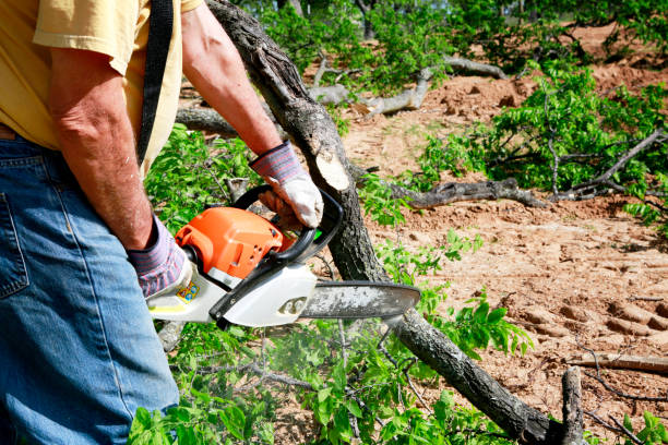 Emergency Storm Tree Removal in Maltby, WA